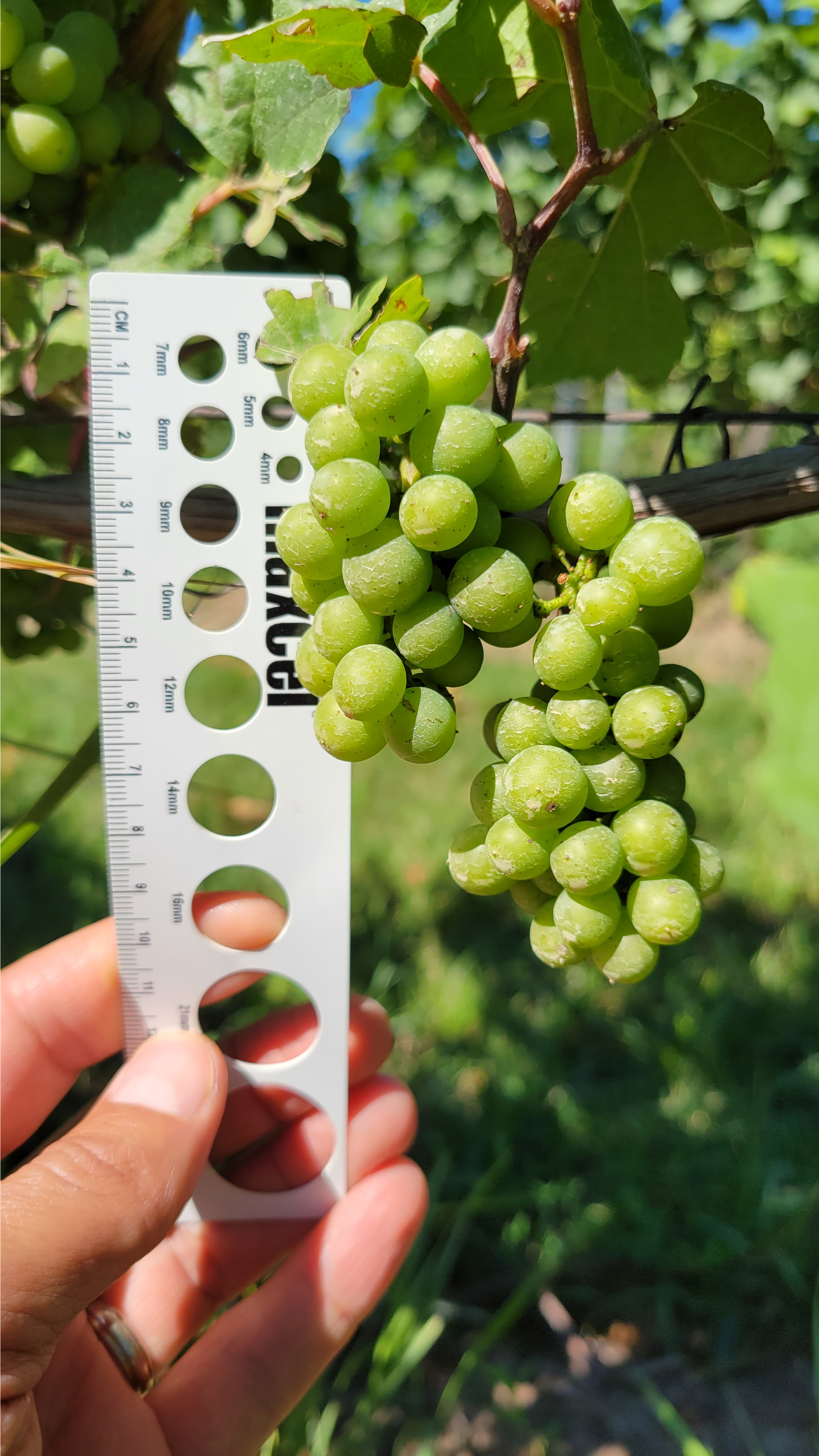 Vinifera grapes.